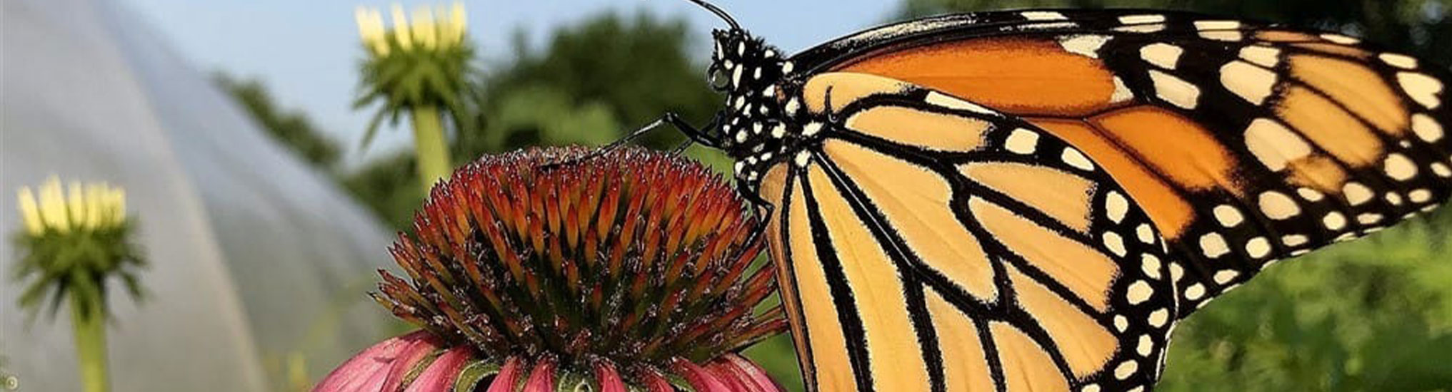 A butterfly on a flower