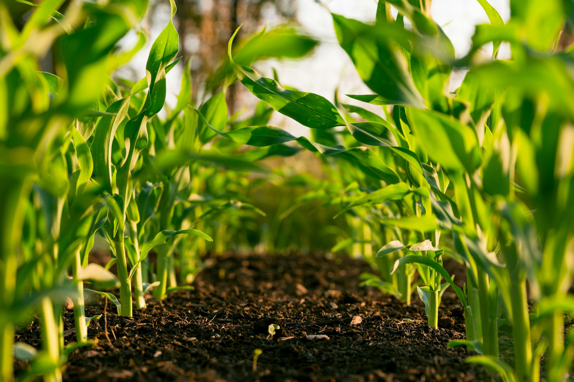 A close up of a row of green crops